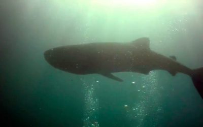 rencontre avec les requins