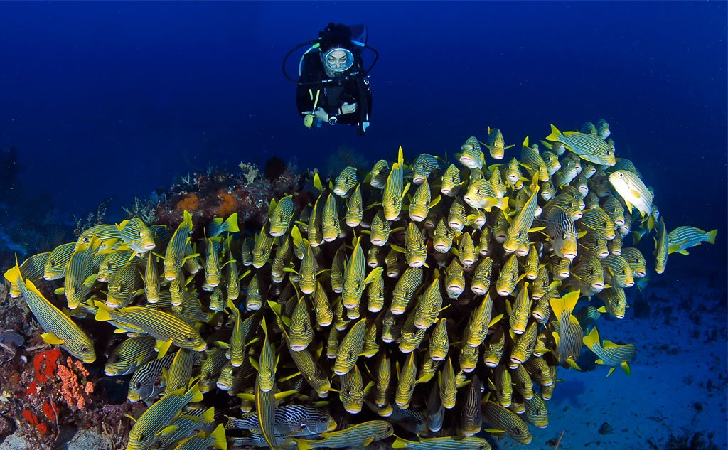 RAJA AMPAT scuba diving ile ilgili görsel sonucu