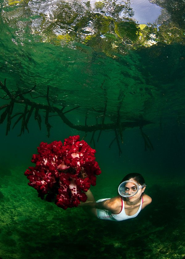 papua_explorers_underwater19 - Papua Explorers Resort Raja Ampat