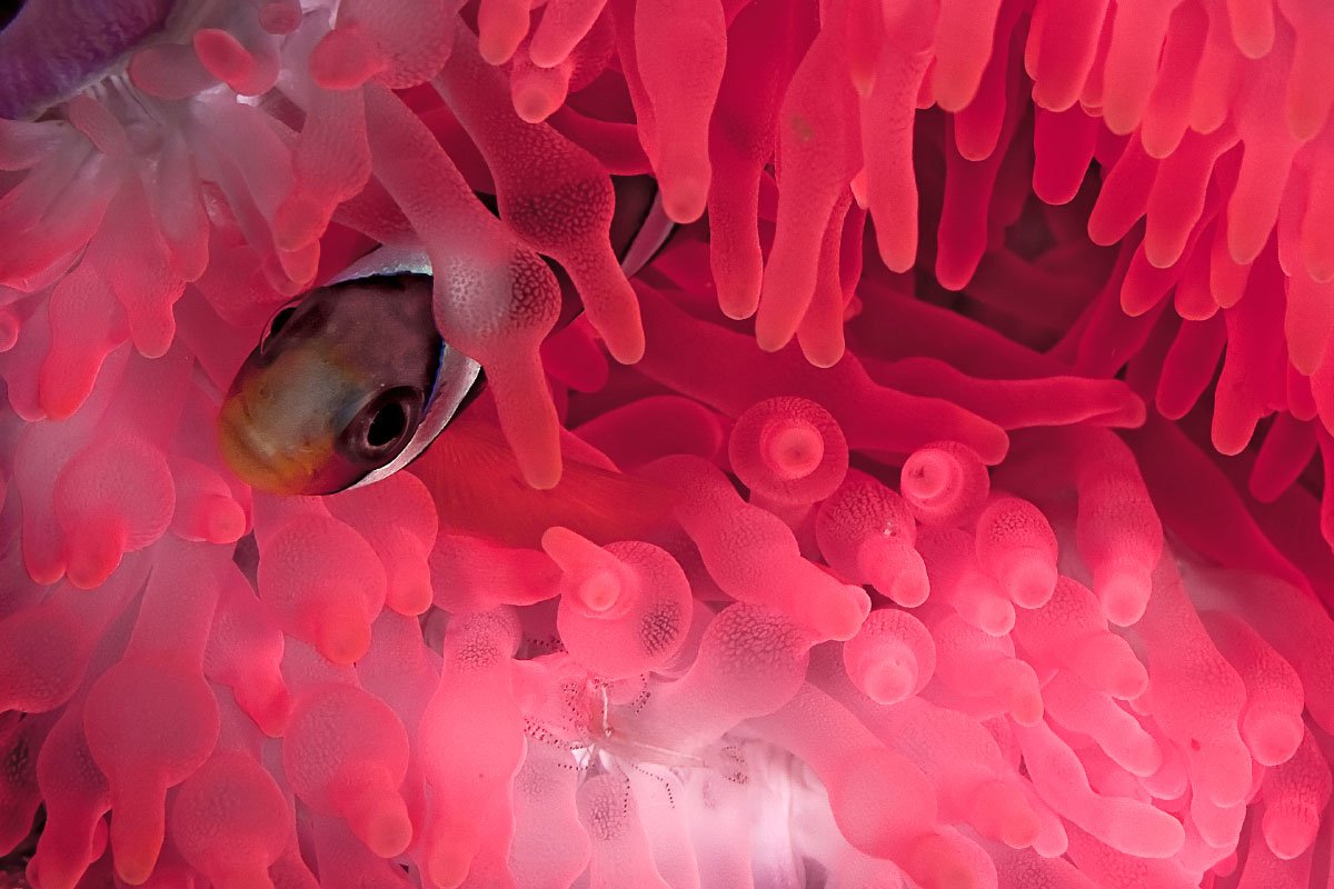 a clownfish peeking out of a pink anemone underwater