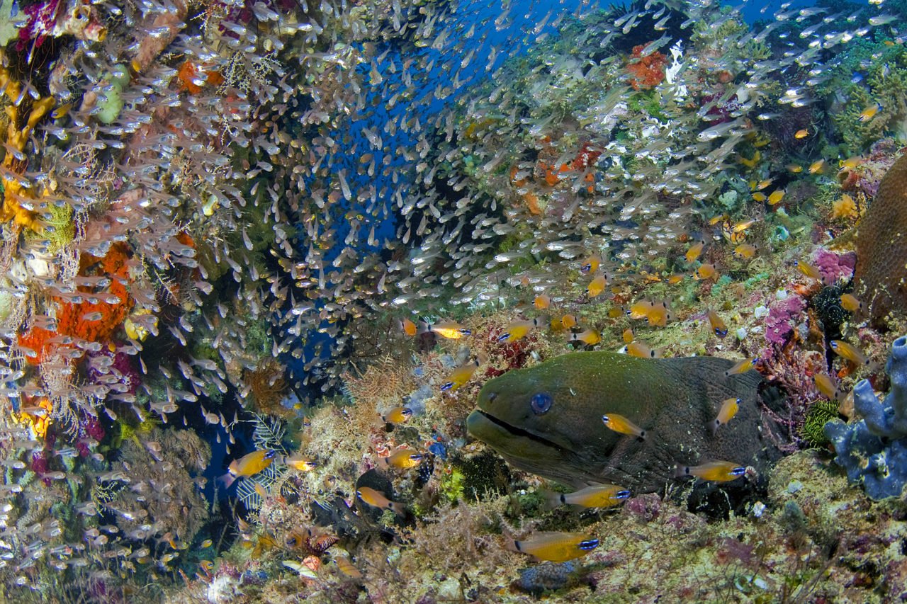 a moray eel surrounded by tiny glass fish showing the beauty of Raja Ampat diving