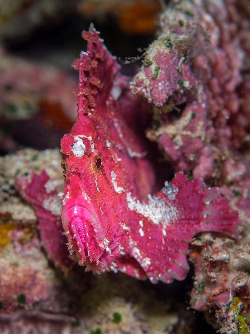 Fish Portrait on a reef close to Papua Explorers Dive Resort