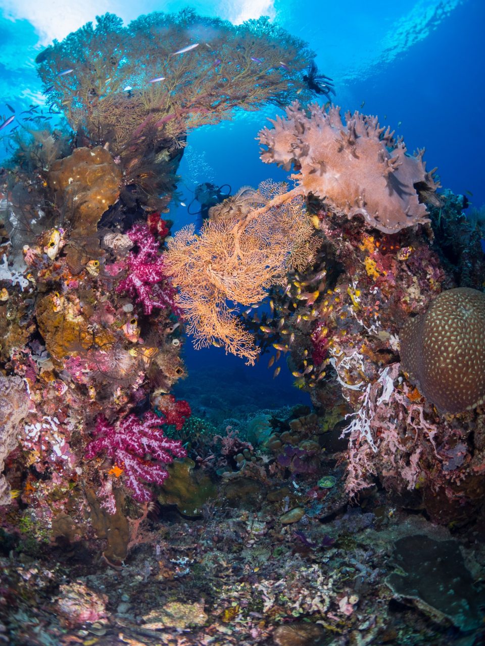colorful coral ensemble with diver in the background encountered while diving with Papua Explorers