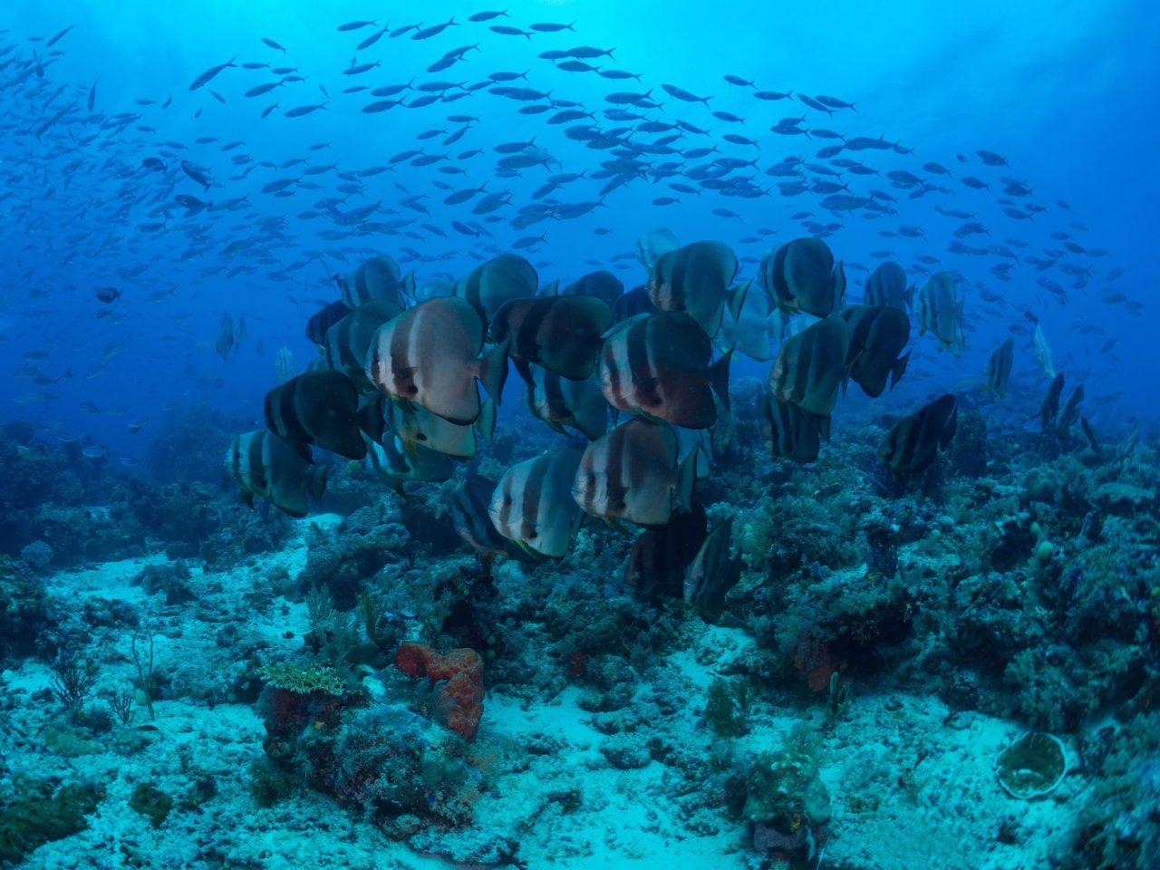 (English) a group of batfish swimming on top of a coral reef with a variety of other fish in the backgrund encountered while diving with Papua Explorers