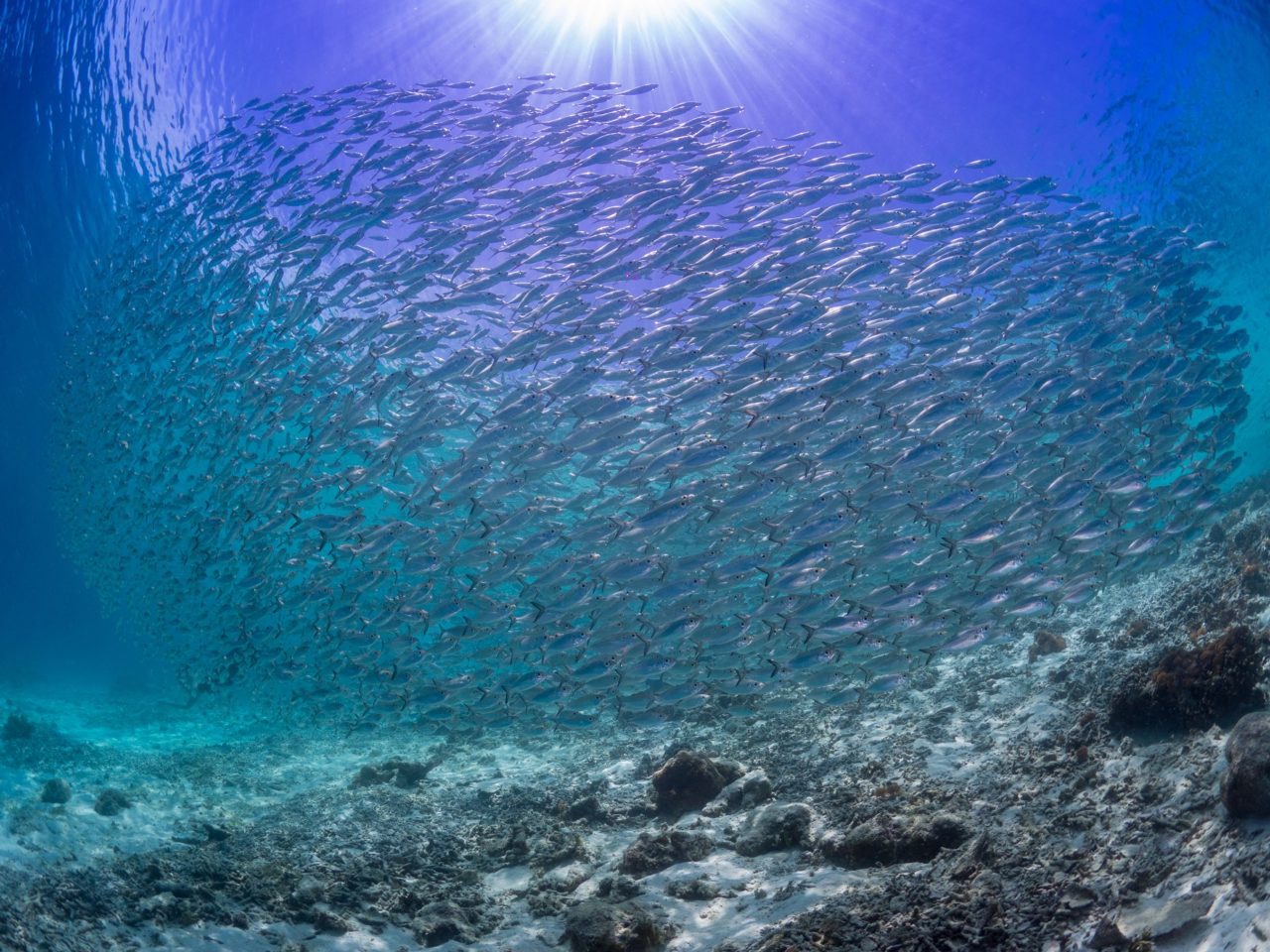 A large school of fish encountered while diving in Raja Ampat near Papua Explorers Dive Resort