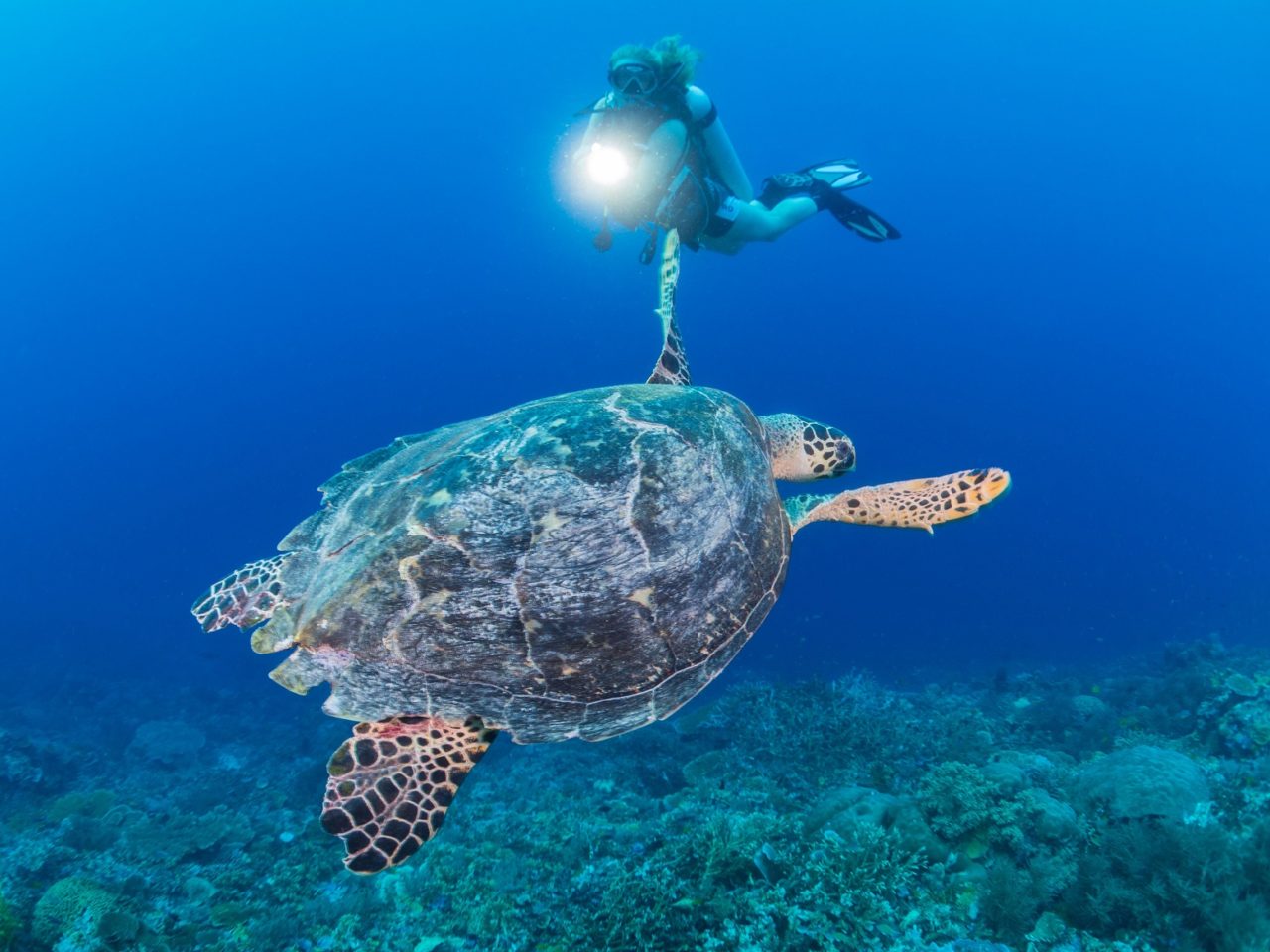 diver watching a hawksbill turtle while diving with Papua Explorers