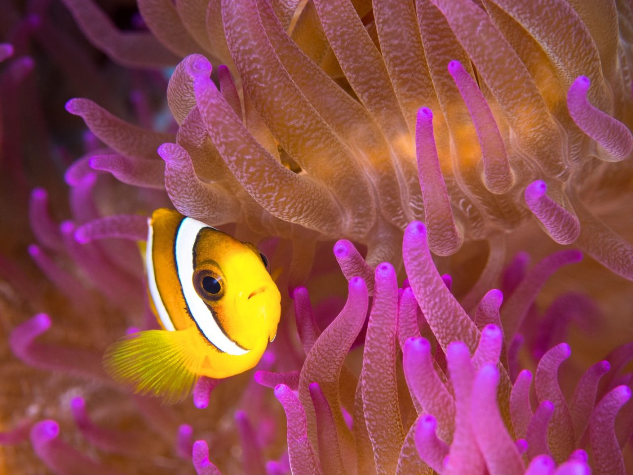 a clownfish in a pink and orange anemone encountered while diving in Raja Ampat