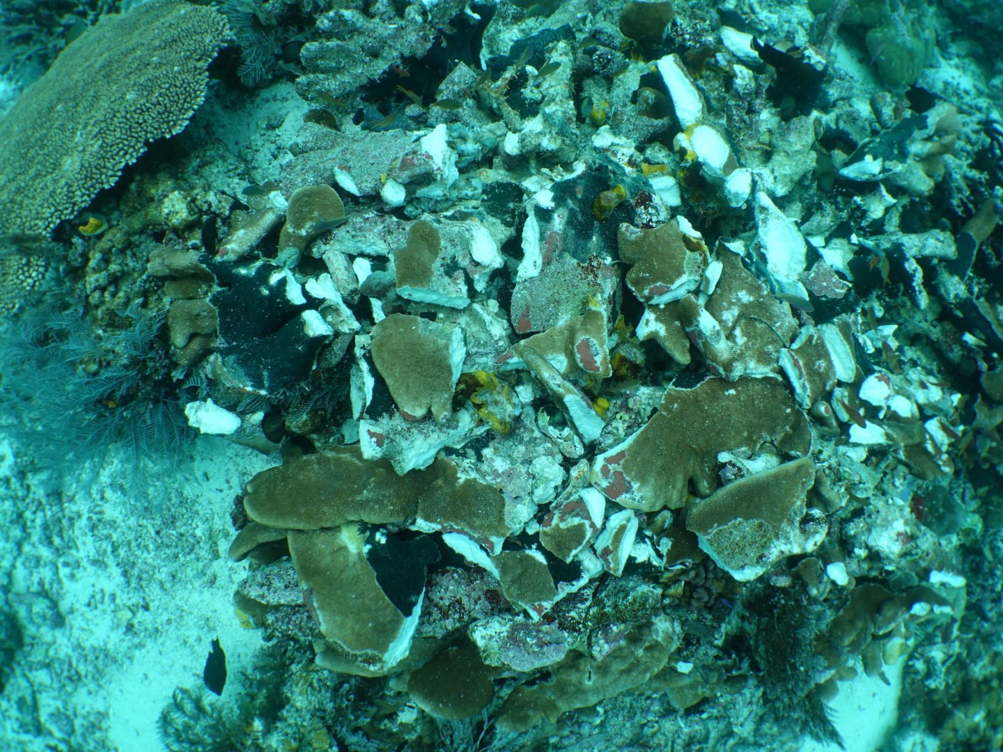 Reef Damage Raja Ampat
