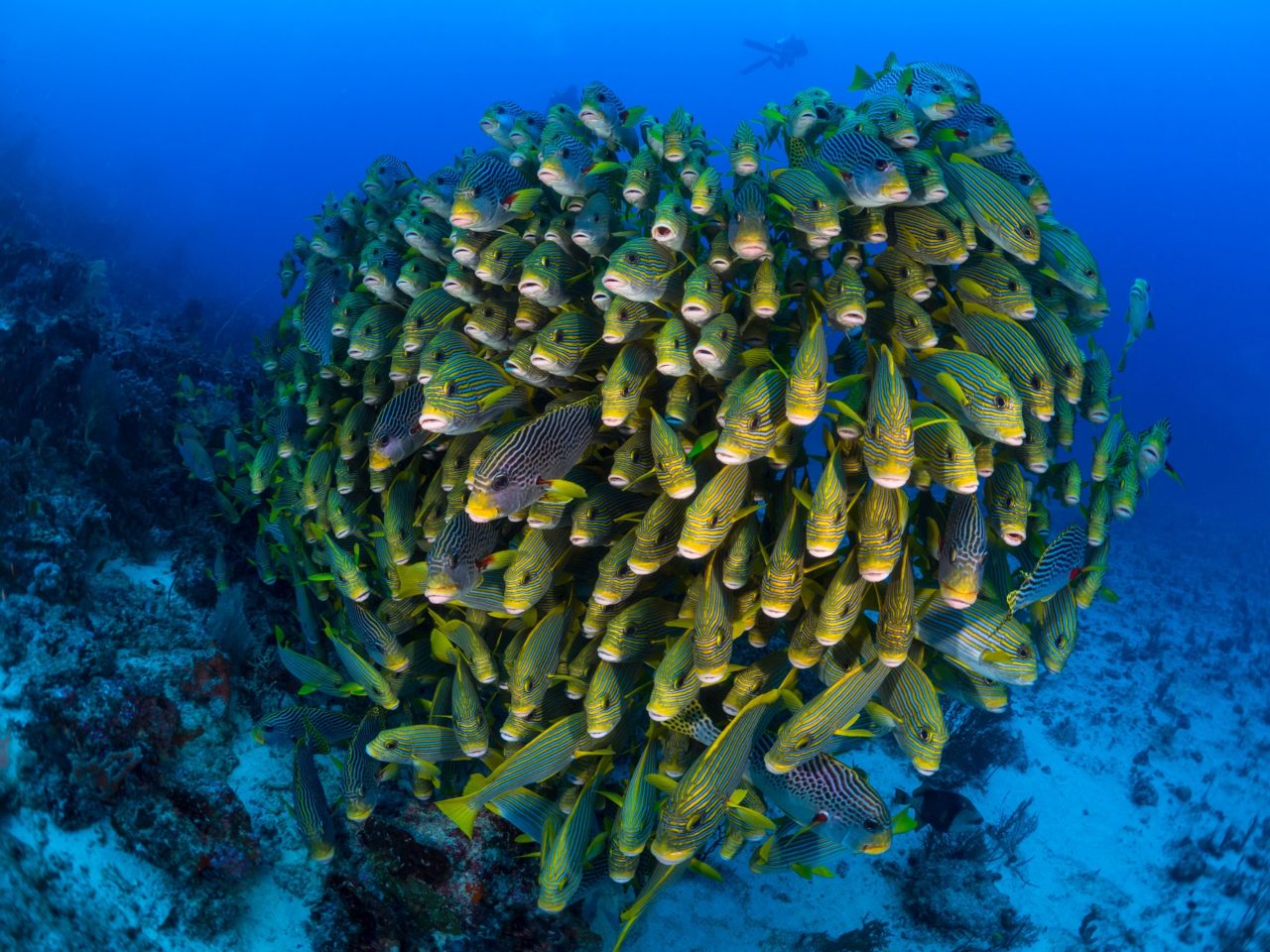 (English) school of sweetlips densely crowded together with diver in the background close to Papua Explorers Dive Resort