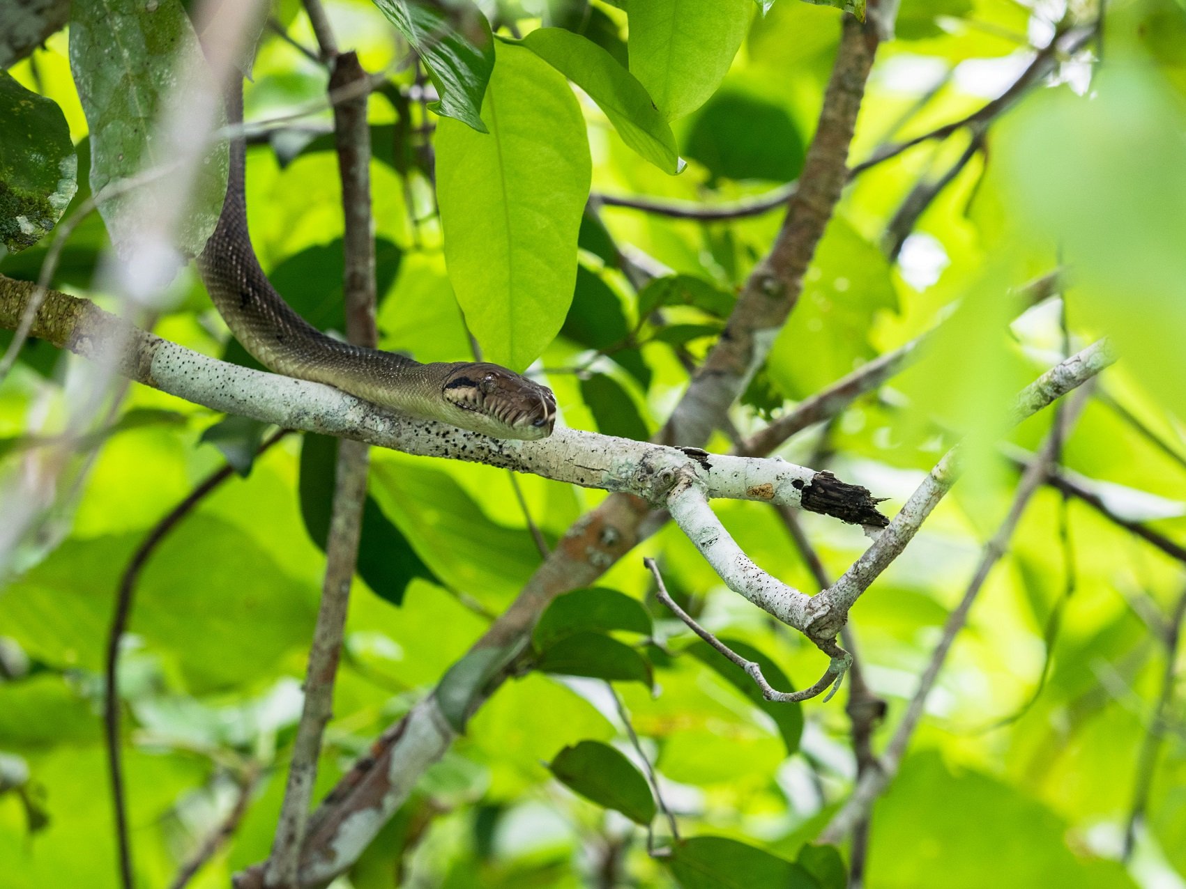 (English) brown snake on a tree branch in the jungle of Raja Ampat