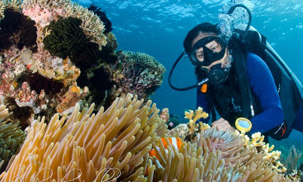 scuba diver observing soft corals underwater