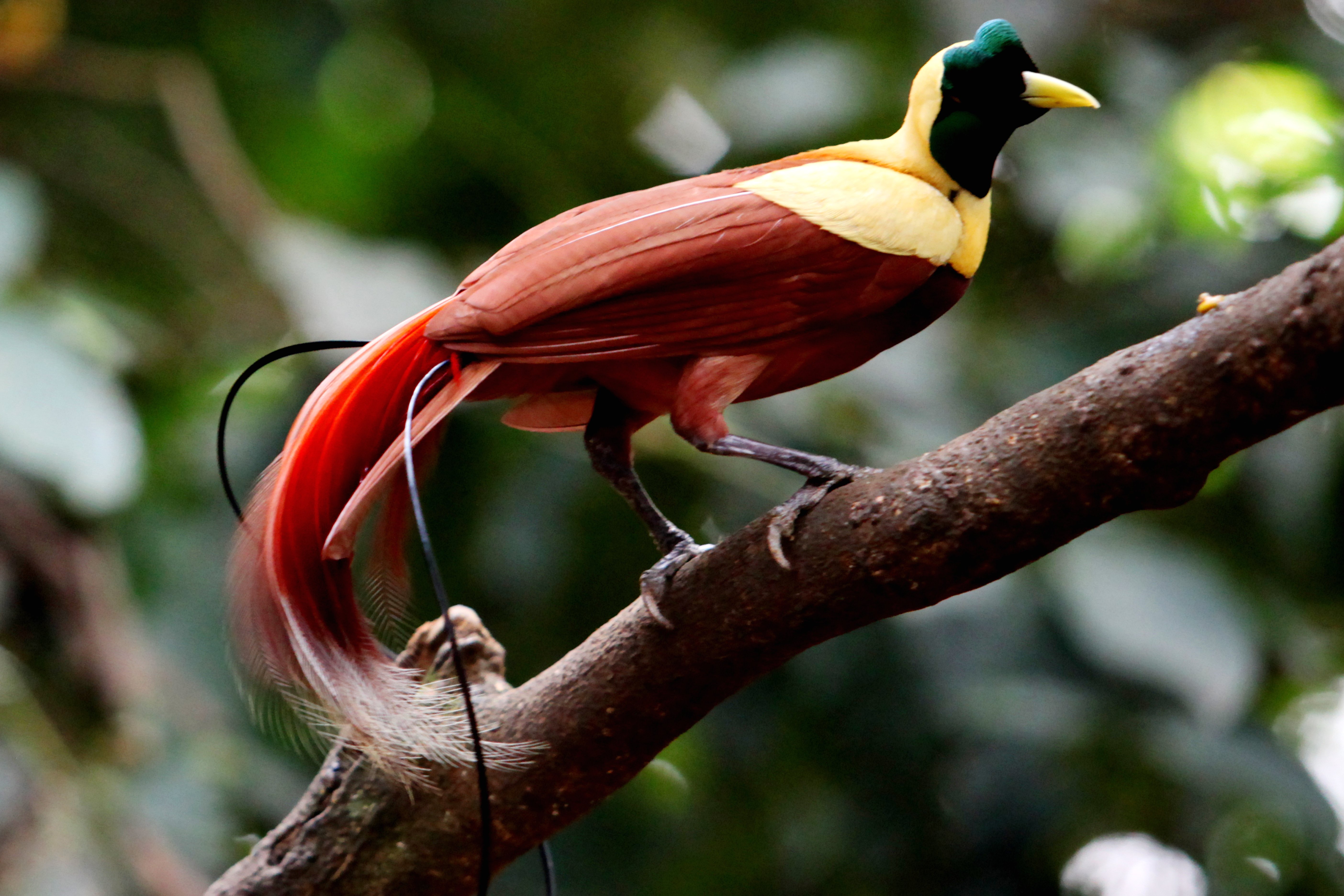 red bird of paradise on a branch in Raja Ampat