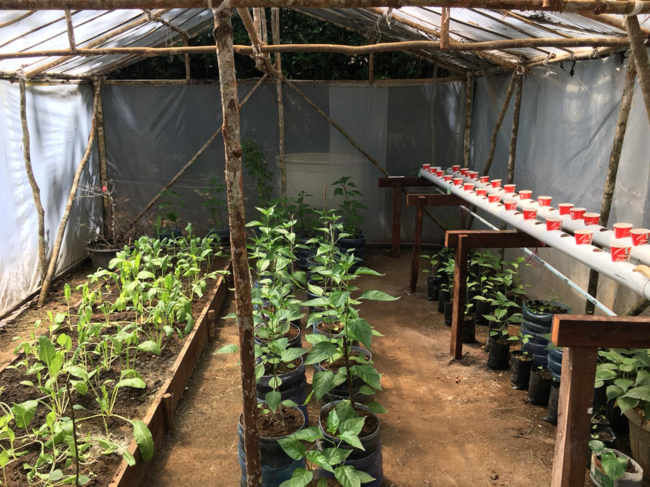 plant nursery at Papua Explorers, a project that we establishd during COVID-19 lockdown in Raja Ampat
