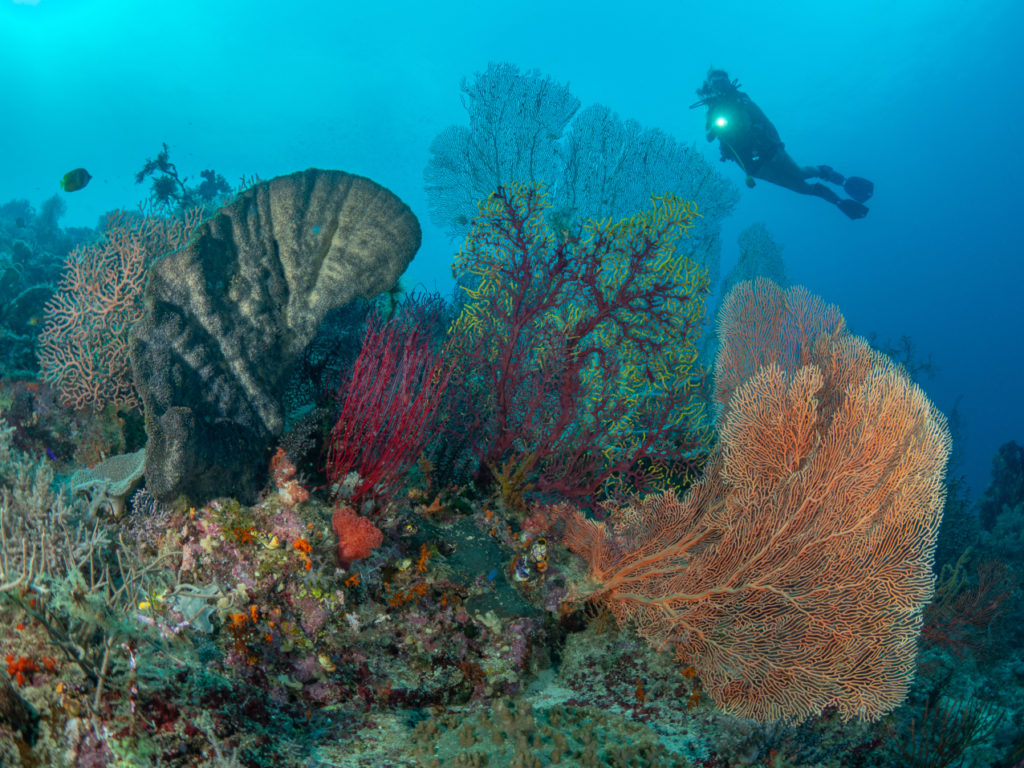 several aquatic plants in fan-shape with a scuba diver in the background