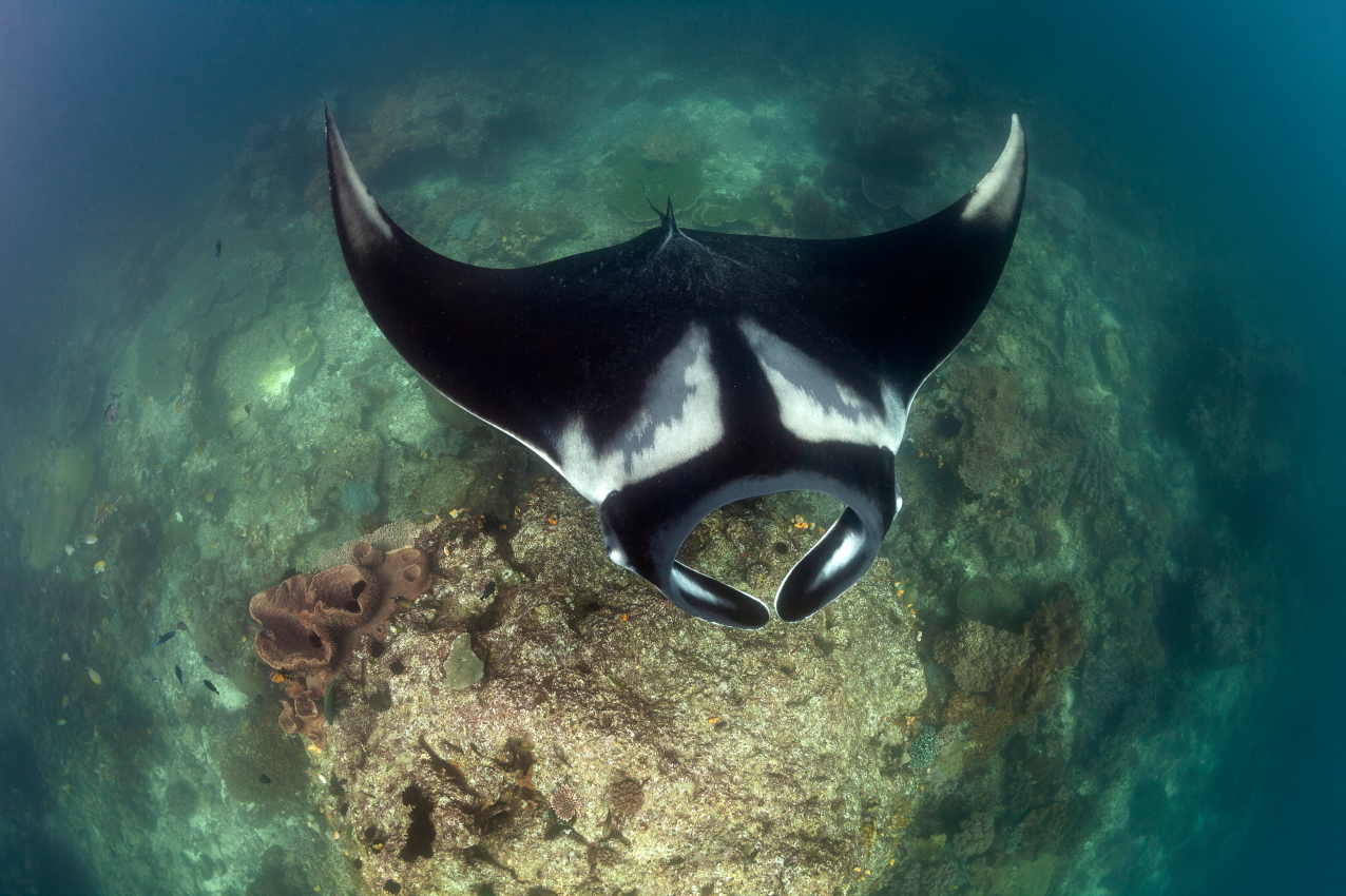 a black and white giant manta ray see from the top in Raja Ampat