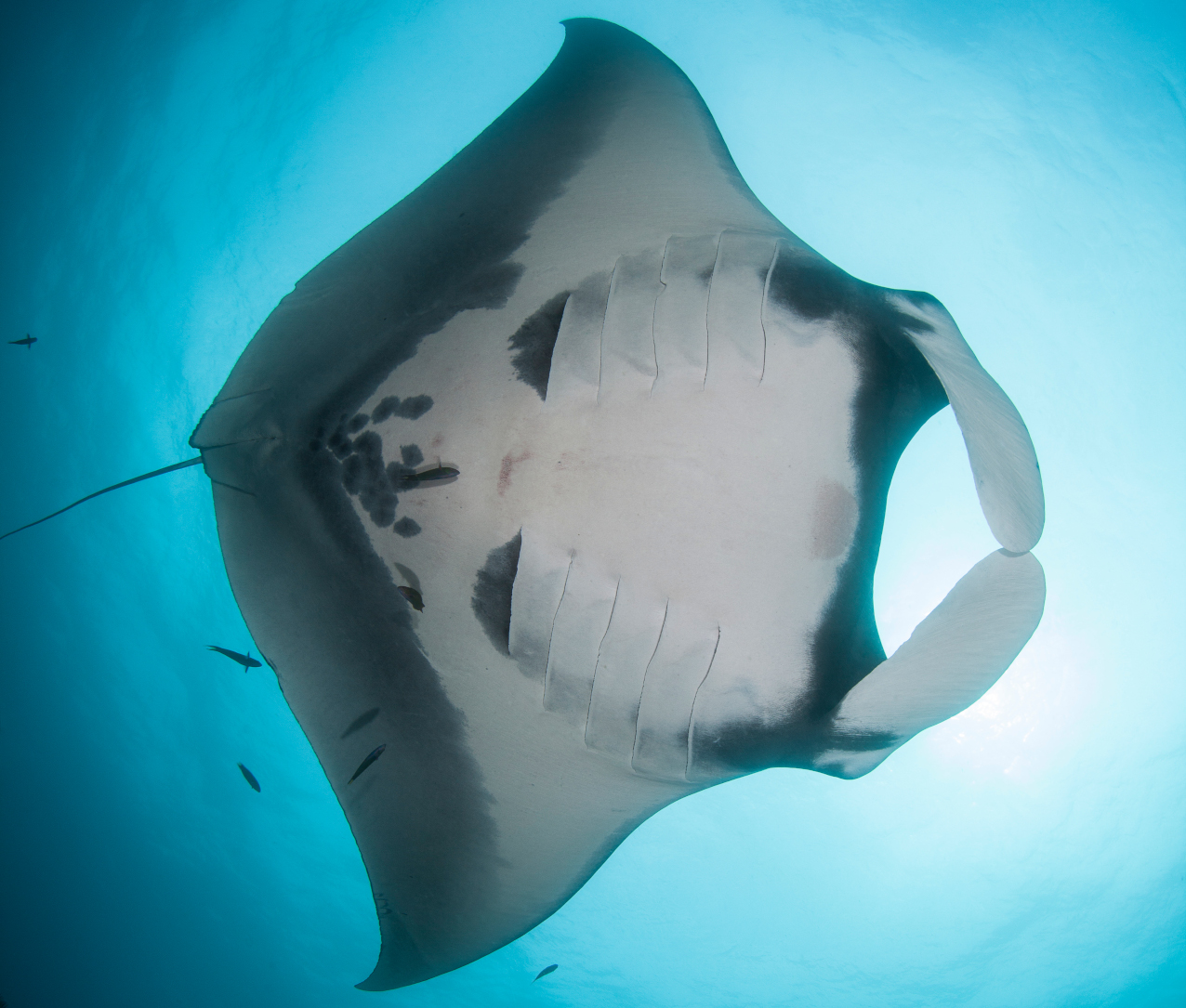 (English) the belly of a giant manta ray