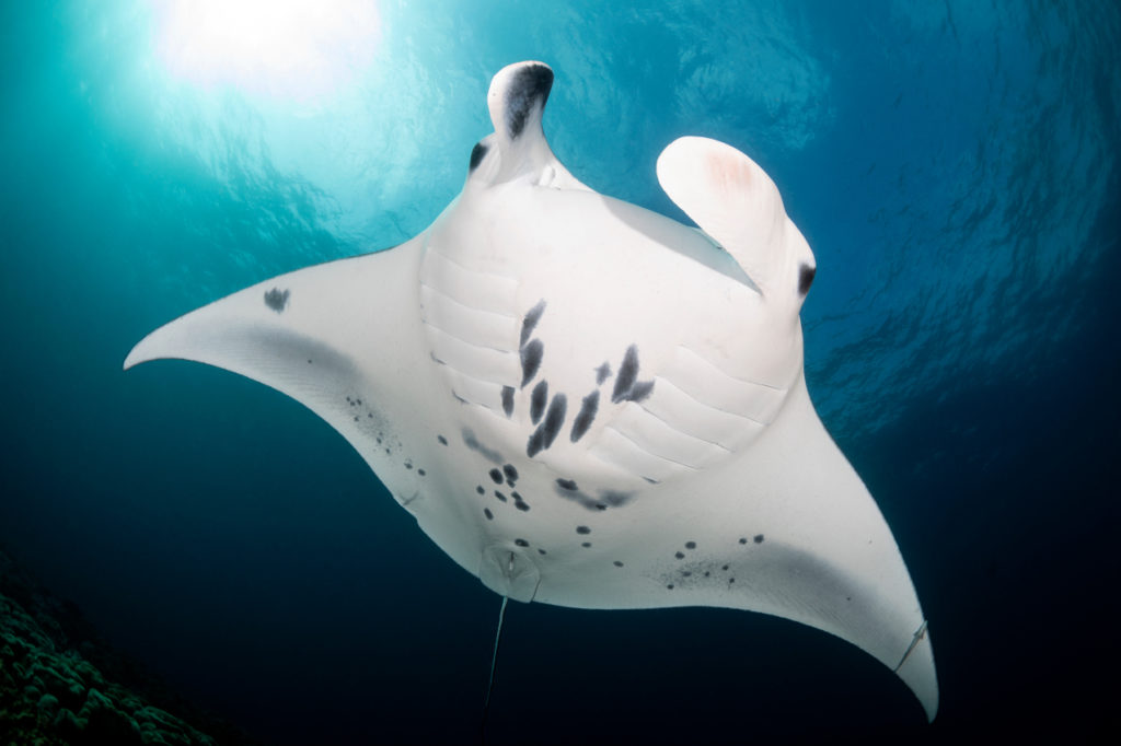 belly of a mainly white Reef manta ray in Raja Ampat