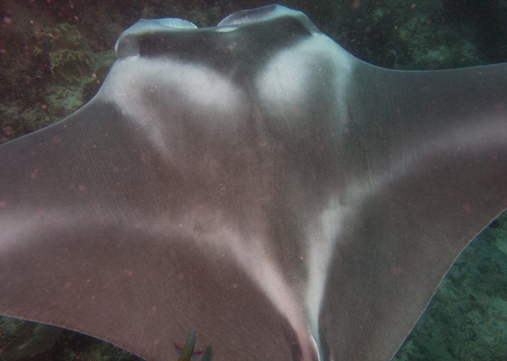 reef manta ray from the top