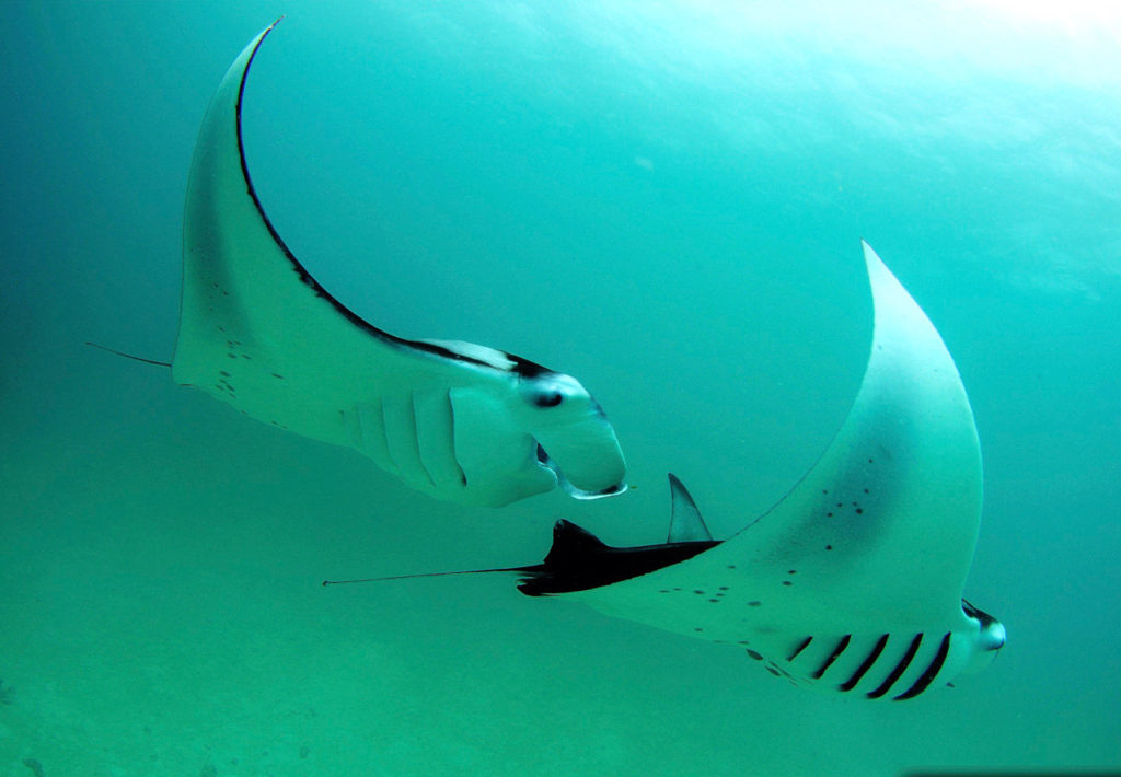 one manta ray following the other in a behavoir called cooperative feeding