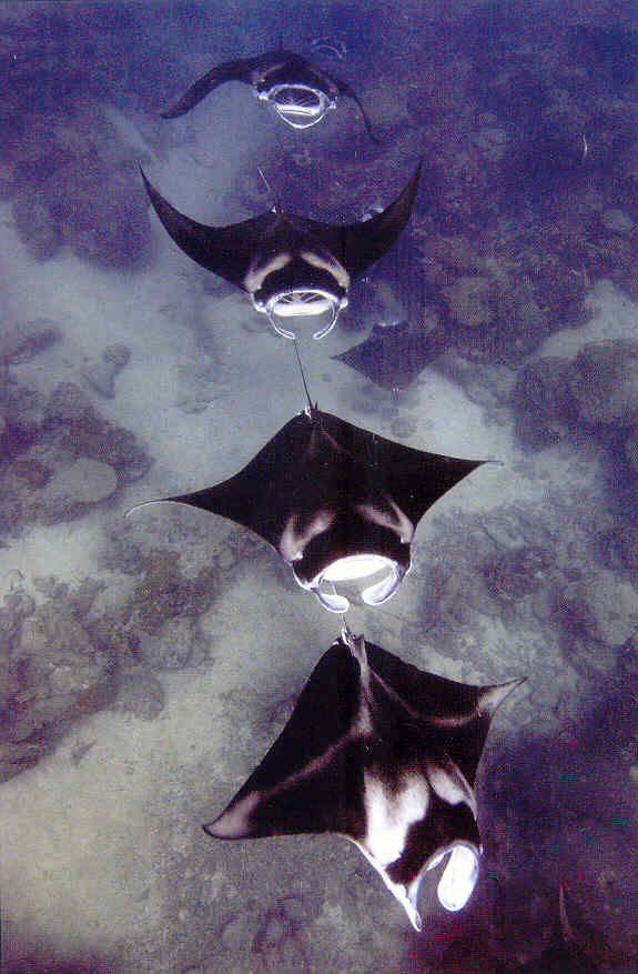 several manta rays swimming behinf one another in raja ampat, as a courtship ritual