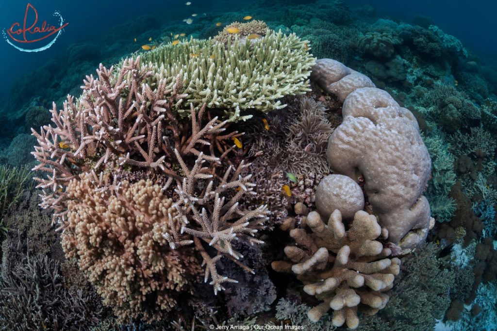 hard coral reef in Raja Ampat