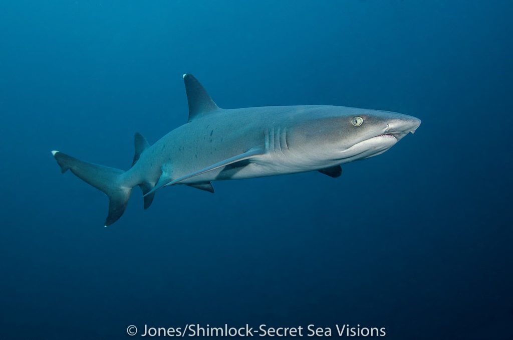 white tip reef sharks can be spotted on many dive sites in around Papua Explorers Eco Resort
