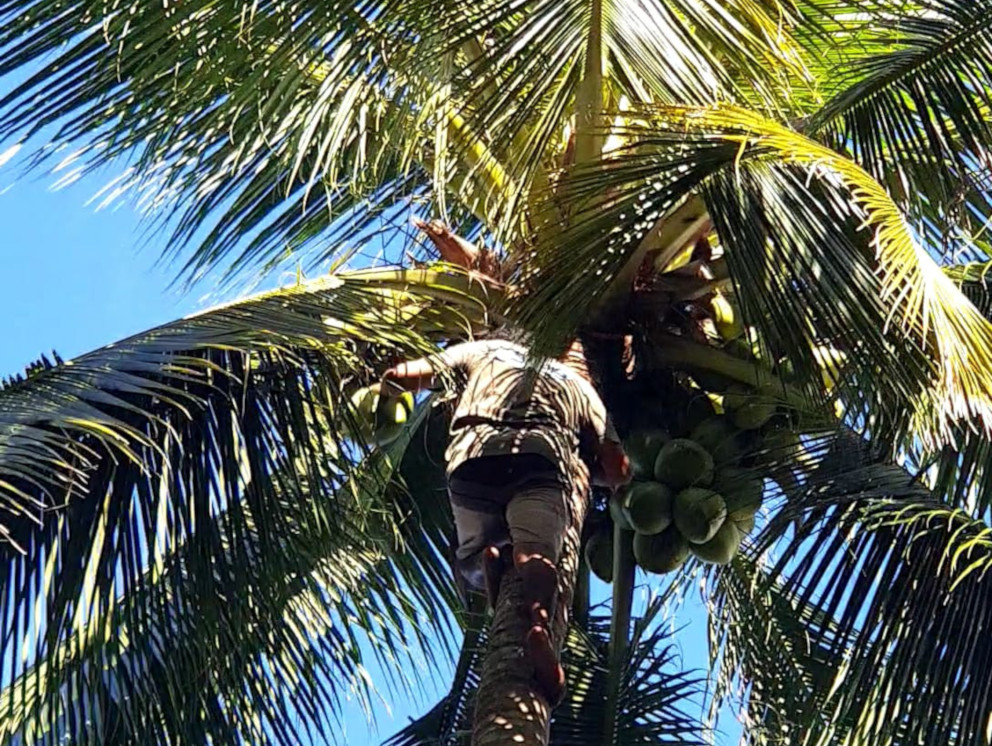 Papua Explorers staff member pruning on of the ripe coconut from a tree on the resort premises