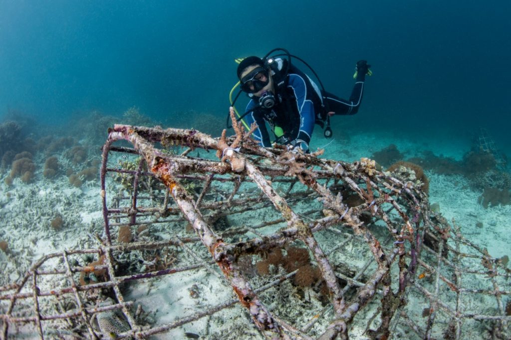 divemaster and marine ecology intern transplanting coral fragments underwater in Raja Ampat