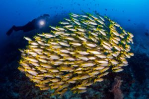 a school of yellow fish with diver in the background while raja ampat scuba diving