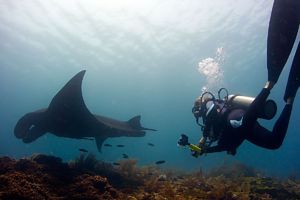 a scuba diver swimming under water behind a black manta ray in Raja Ampat