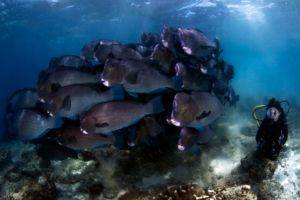 scuba diver next to a school of humphead parrotfish underwater while diving in raja ampat