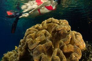 female snorkeler obersving a golden soft coral underwater in Raja Ampat