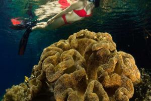 female snorkeler obersving a golden soft coral underwater in Raja Ampat