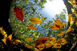 a photo of mangrove branches and leaves taken from underwater right below the surface