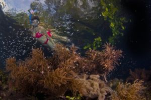 female snorkeler watching small fish and soft corals