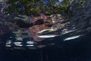 group of needle nose fish below the surface