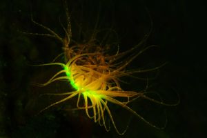 underwater creature spotted while diving in Raja Ampat with flourescent light