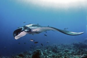 manta ray surrounded by small fish photographed while scuba diving in Raja Ampat