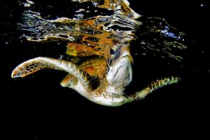 a sea turtle right below the surface spotted while scuba diving in Raja Ampat