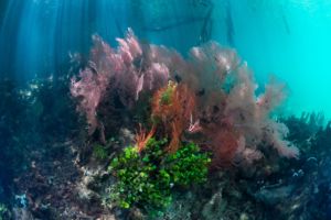 colorful soft corals at the passage in raja ampat