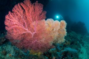 pink seafans at the passage in raja ampat