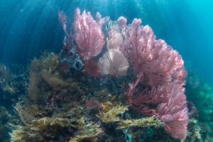 soft corals in the shallows of the passage in raja ampat