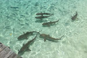Image of sharks at Wayag Islands in Raja Ampat