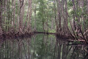 mangrove area on Batanta island in Raja Ampat