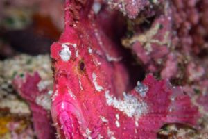 Fish Portrait on a reef close to Papua Explorers Dive Resort