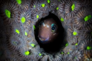 Blenny in Coral at Raja Ampat