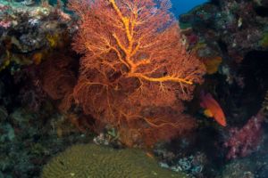 (English) colorful hard and soft corals with a diver in the background while diving with Papua Explorers