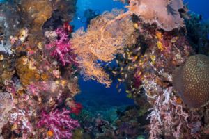 colorful coral ensemble with diver in the background encountered while diving with Papua Explorers