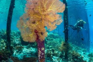Coral Underneath Jetty with Diver in distance while diving with Papua Explorers