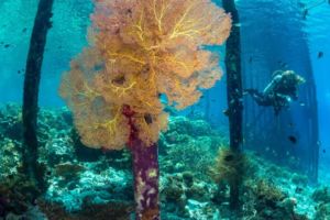 Coral Underneath Jetty with Diver in distance while diving with Papua Explorers